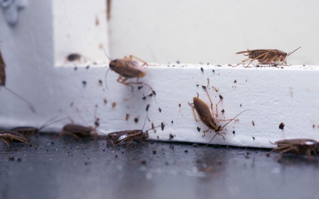 Why are Household Pests attracted to your Home?