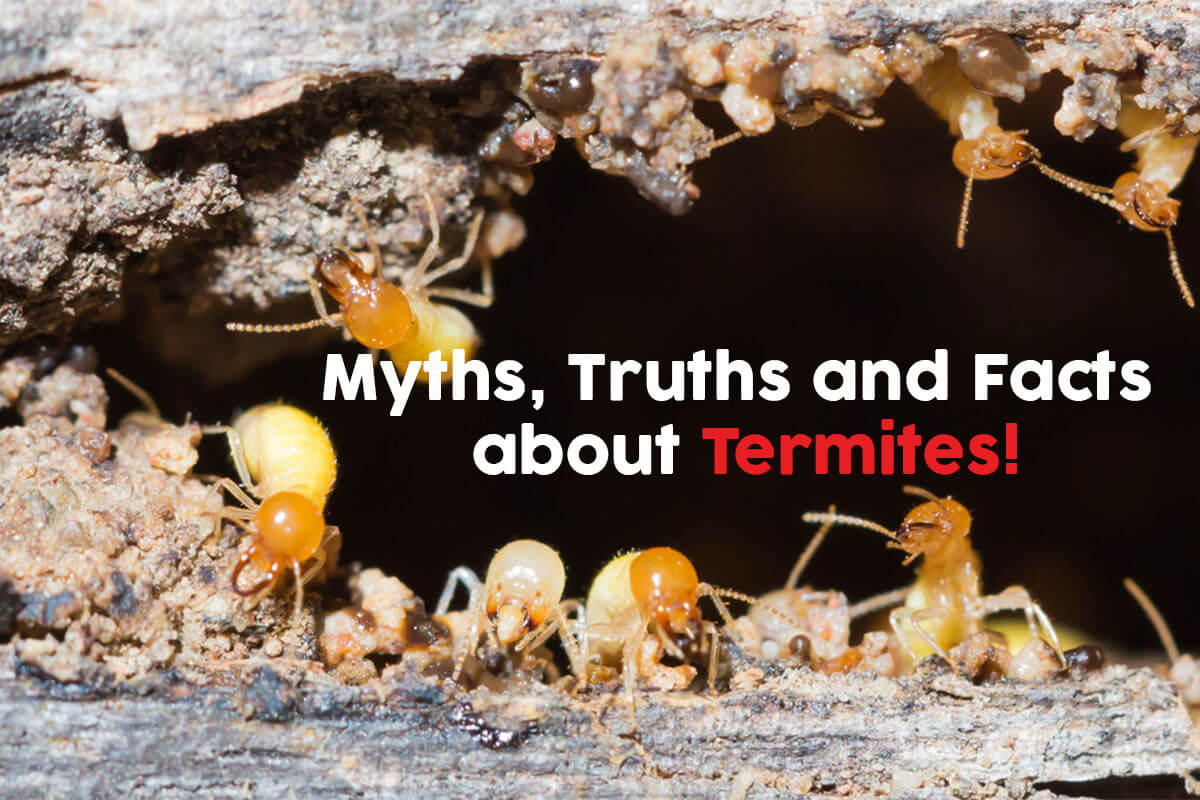 Termite Myths, Truths and Facts! - Your Local Termite and Pest Control