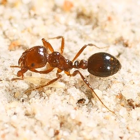 Single Fire ant