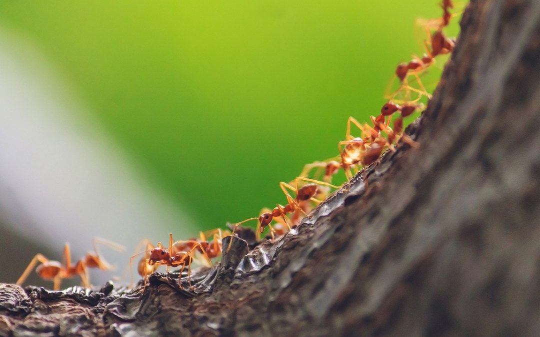 How to prevent ants in your home?