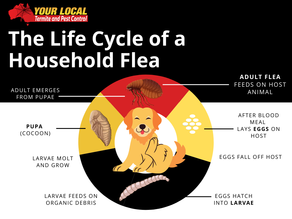 Fleas Pest Control in Gold Coast, Brisbane Fleas Exterminator