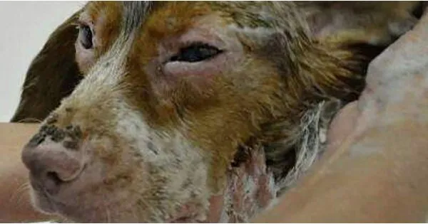 A dog bitten by ants