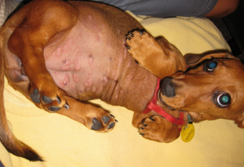 Dog with fire ant stings