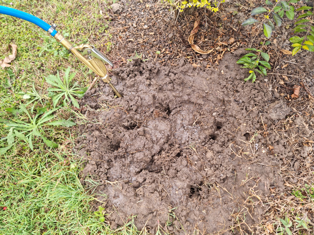 Fire ant nest being treated