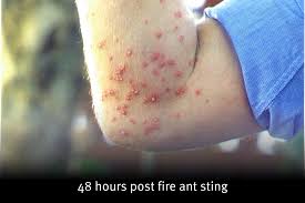 Dog with fire ant stings