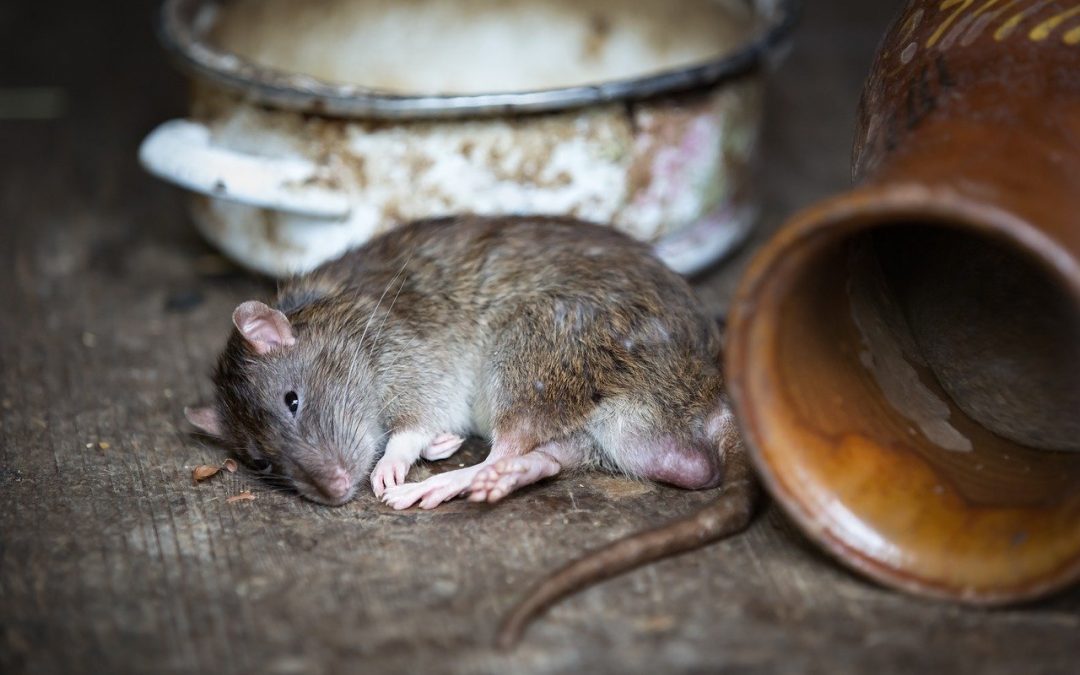 7 Signs you have Rats or Mice